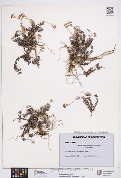 Senecio laseguei [Espécimen: ]