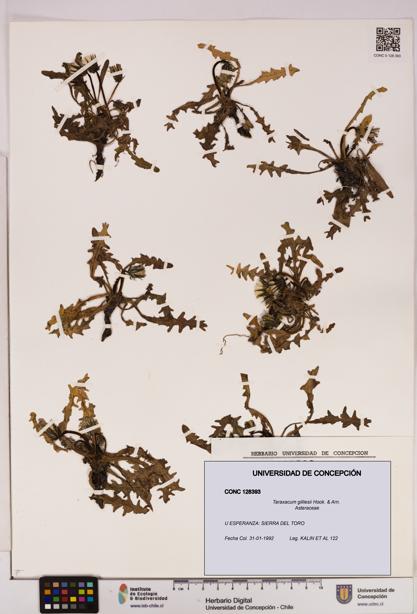 Taraxacum gilliesii [Espécimen: UDEC:CONC:0128393]