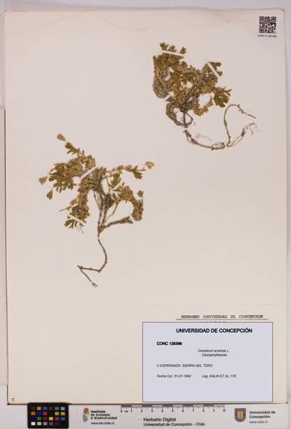 Cerastium arvense [Espécimen: UDEC:CONC:0128398]