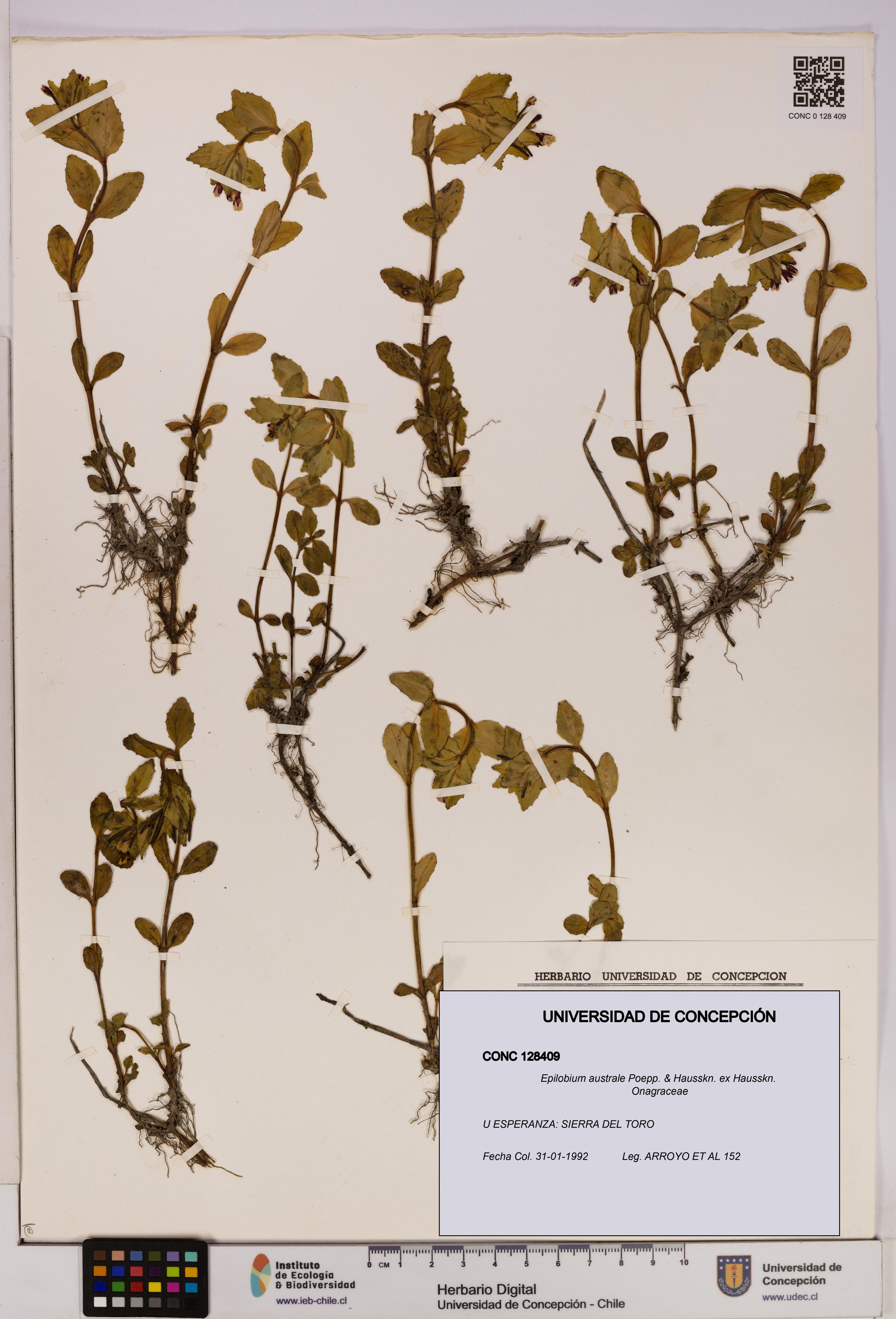 Epilobium australe [Espécimen: UDEC:CONC:0128409]