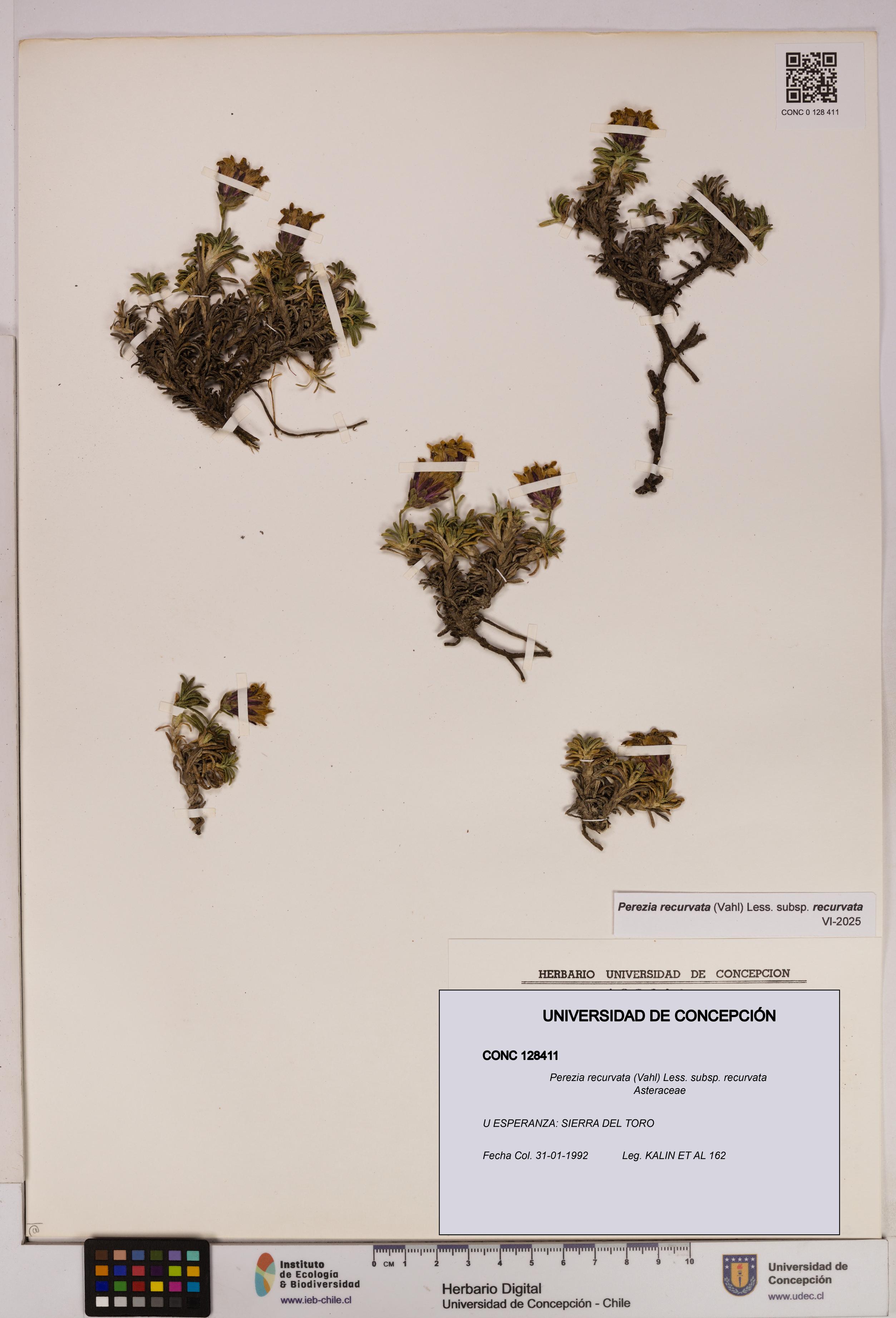 Perezia recurvata subsp. recurvata [Espécimen: UDEC:CONC:0128411]