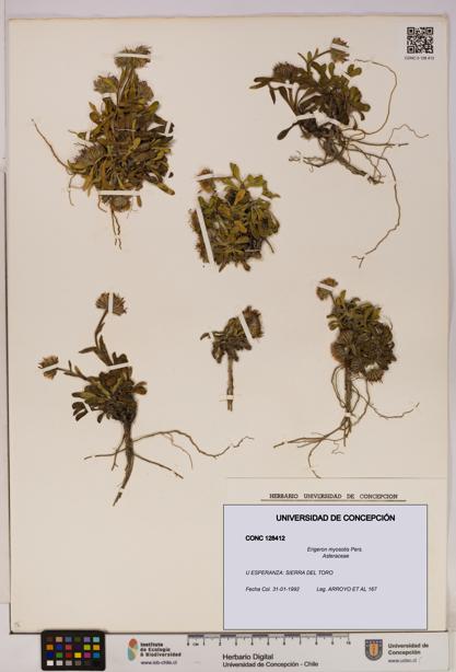 Erigeron myosotis [Espécimen: UDEC:CONC:0128412]