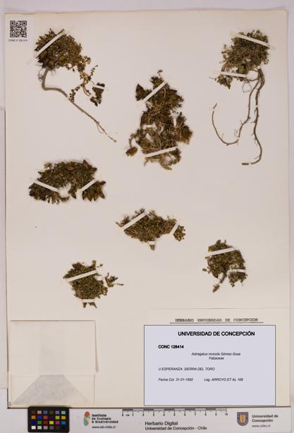Astragalus nivicola [Espécimen: UDEC:CONC:0128414]