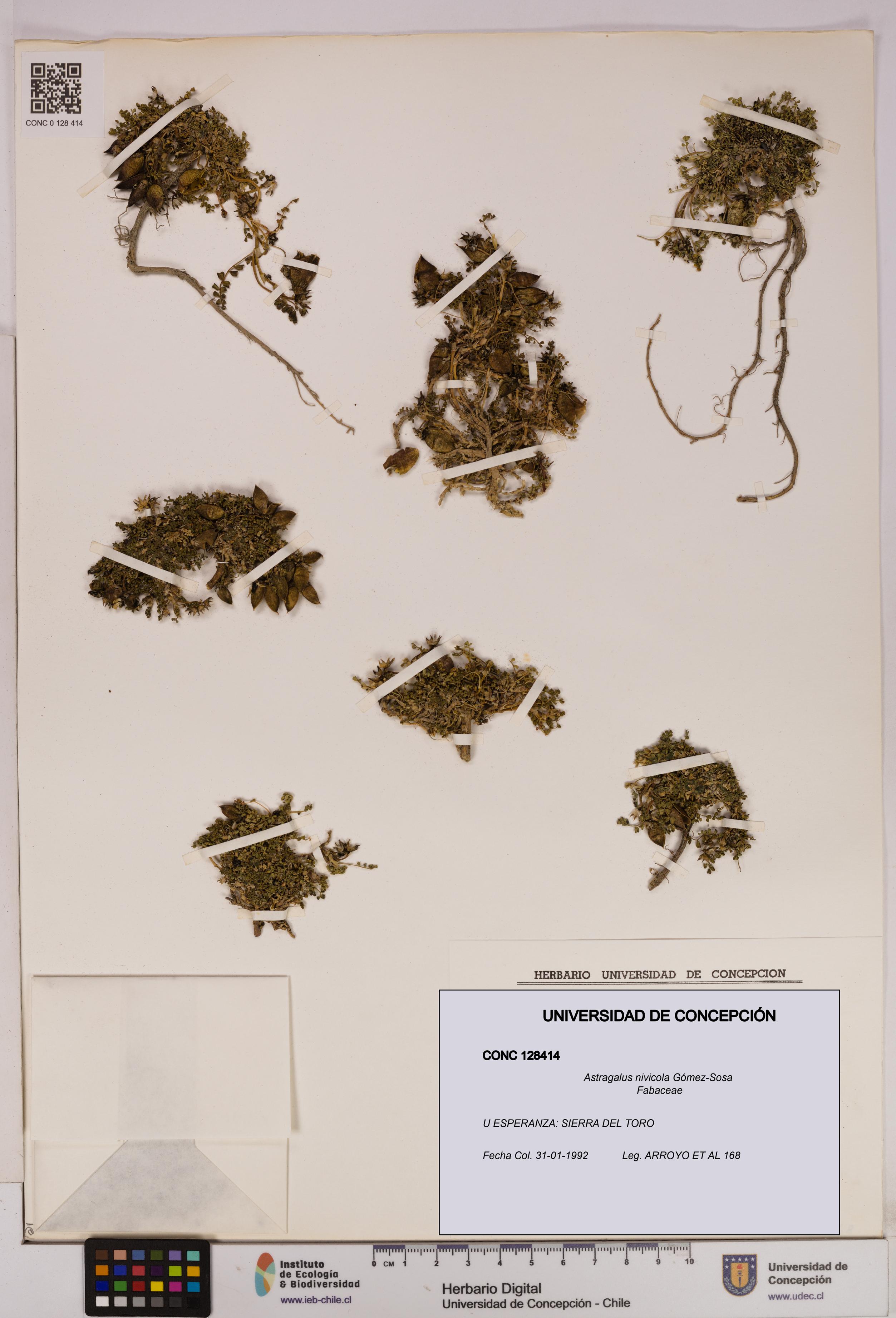 Astragalus nivicola [Espécimen: UDEC:CONC:0128414]