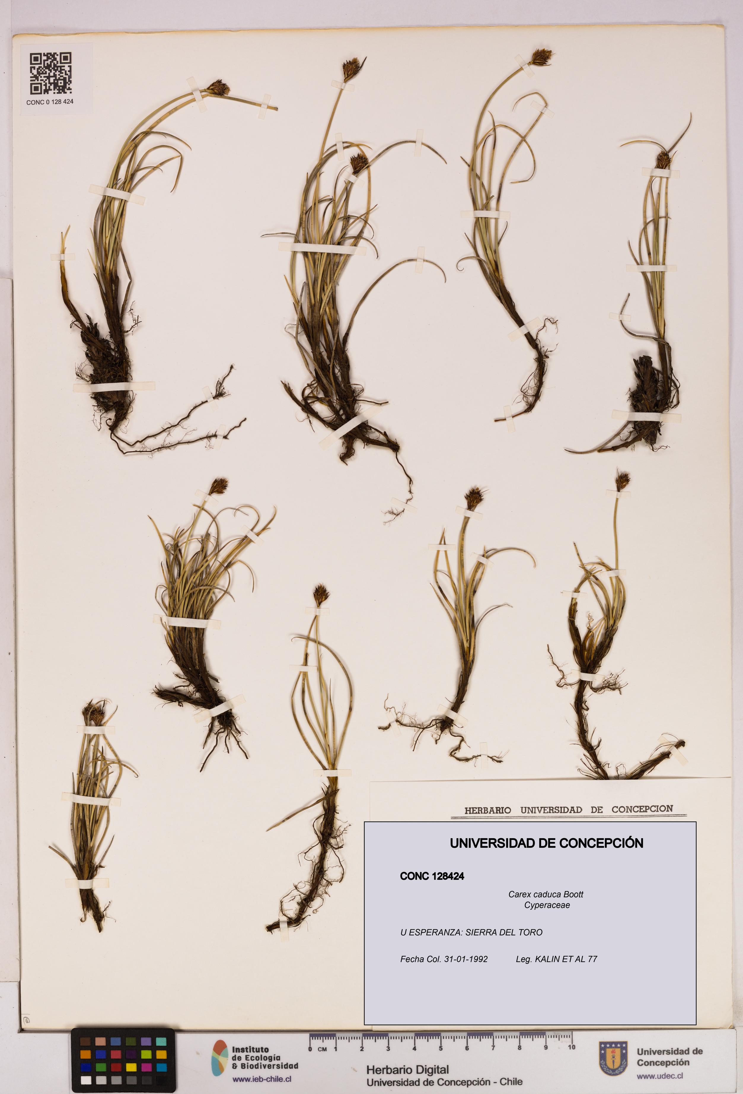 Carex caduca [Espécimen: UDEC:CONC:0128424]