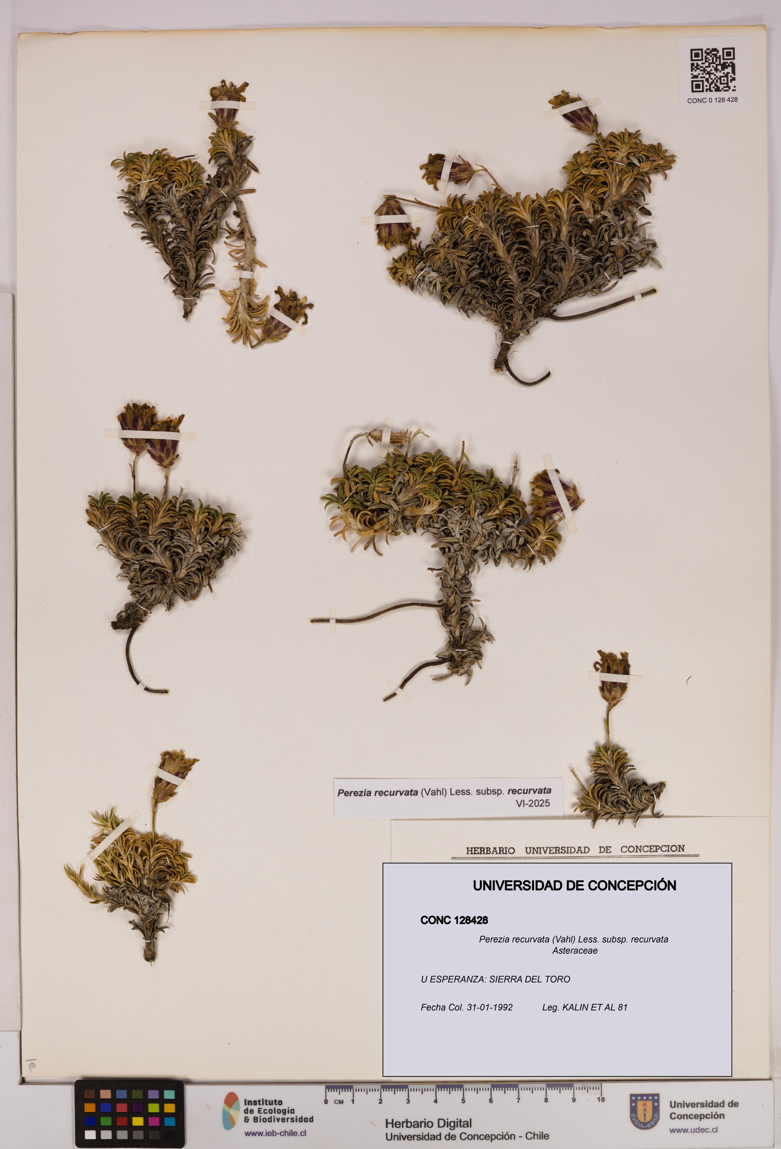 Perezia recurvata subsp. recurvata [Espécimen: UDEC:CONC:0128428]