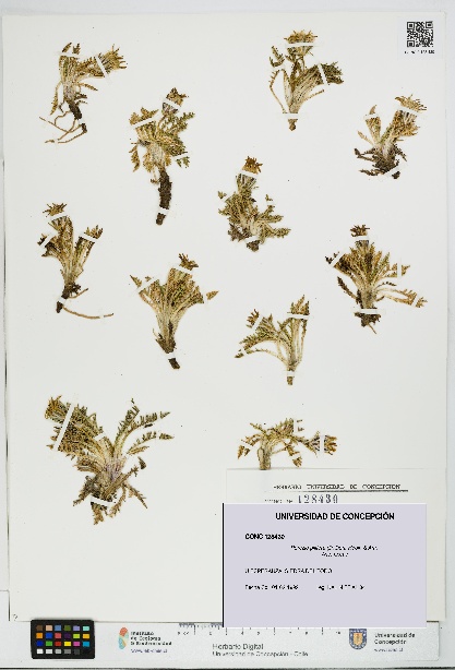 Perezia pilifera [Espécimen: UDEC:CONC:0128430]