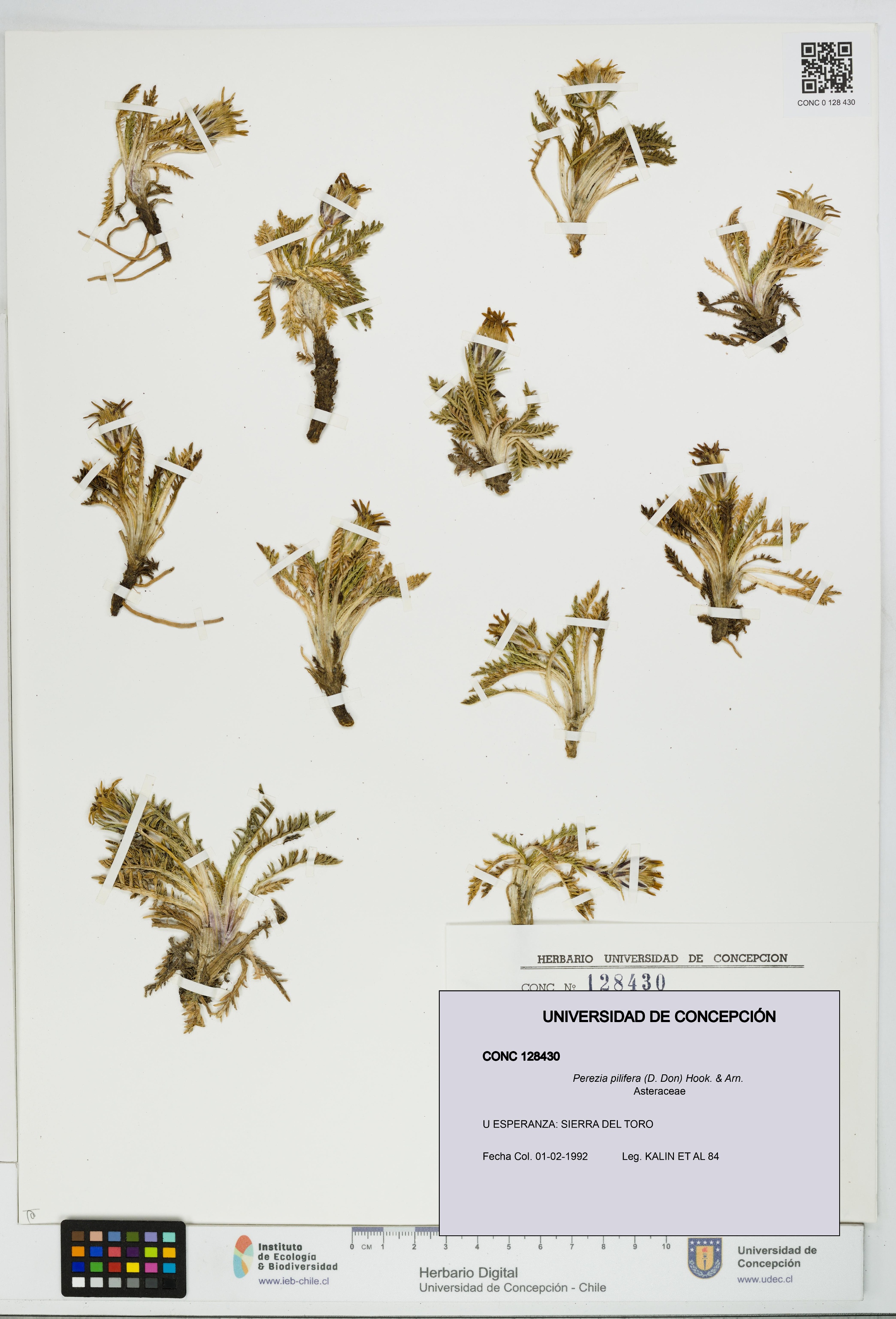 Perezia pilifera [Espécimen: UDEC:CONC:0128430]