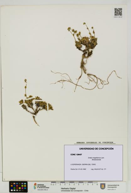 Draba magellanica [Espécimen: UDEC:CONC:0128437]