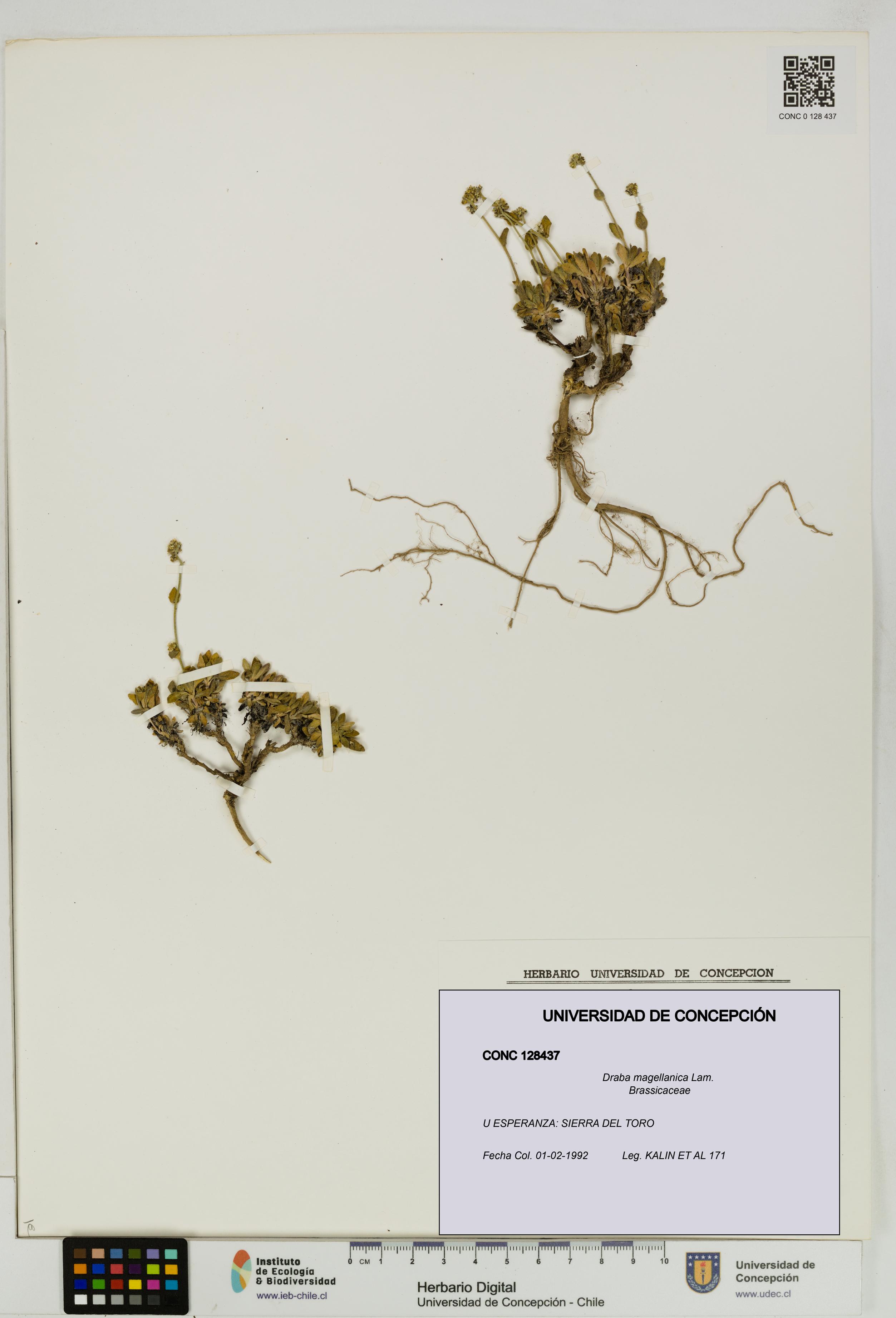 Draba magellanica [Espécimen: UDEC:CONC:0128437]