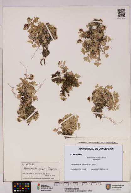 Gamochaeta nivalis [Espécimen: UDEC:CONC:0128450]