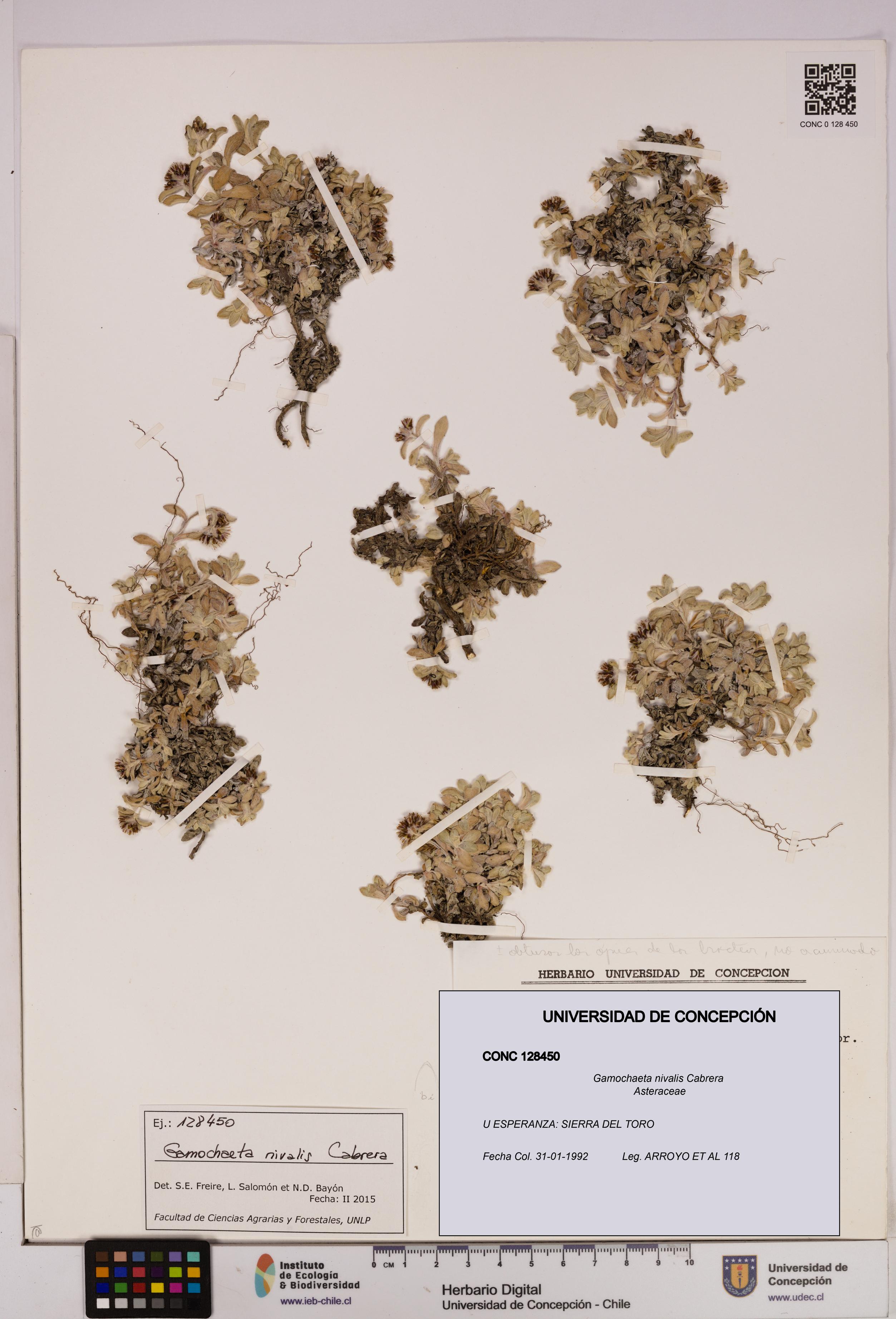 Gamochaeta nivalis [Espécimen: UDEC:CONC:0128450]