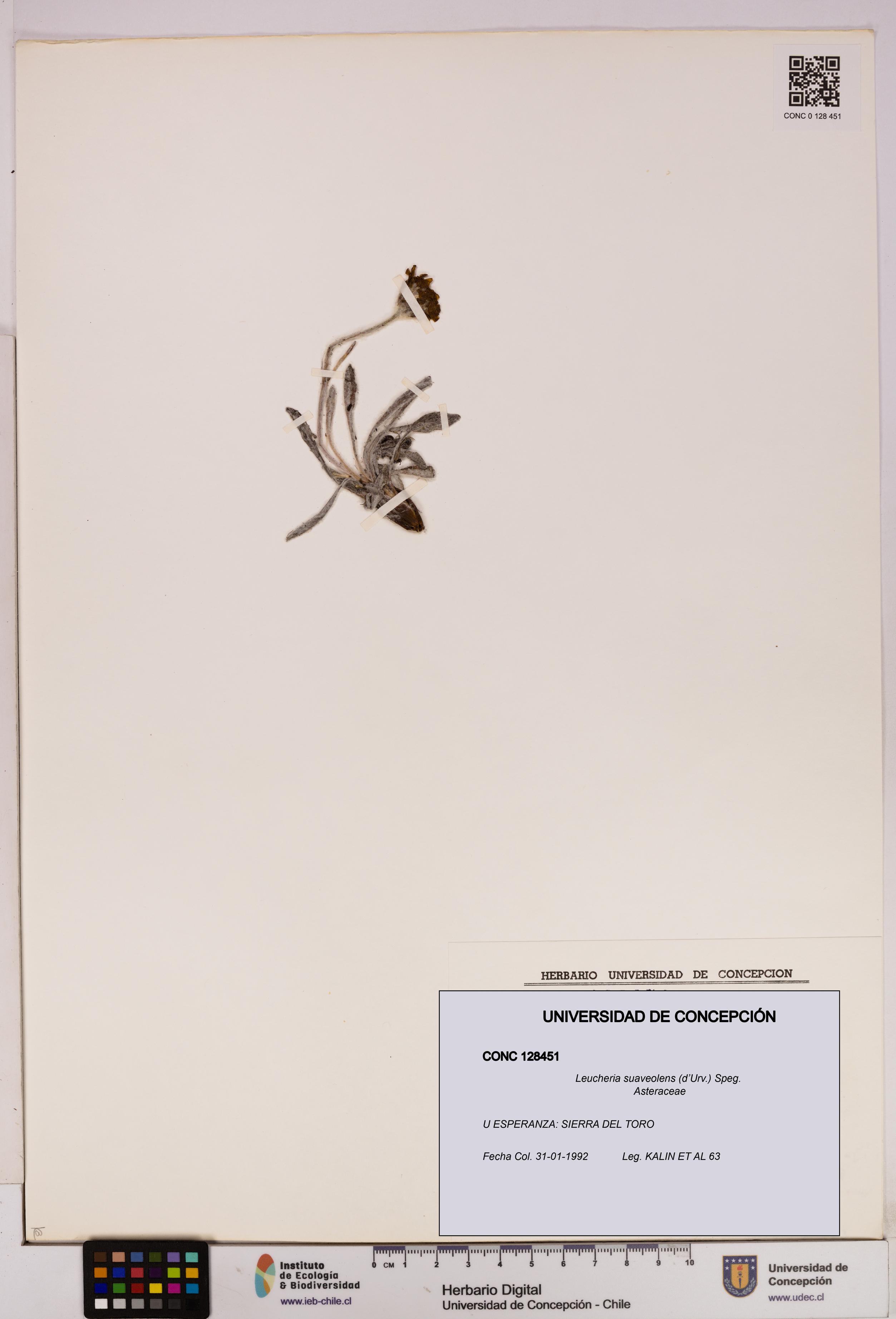 Leucheria suaveolens [Espécimen: UDEC:CONC:0128451]