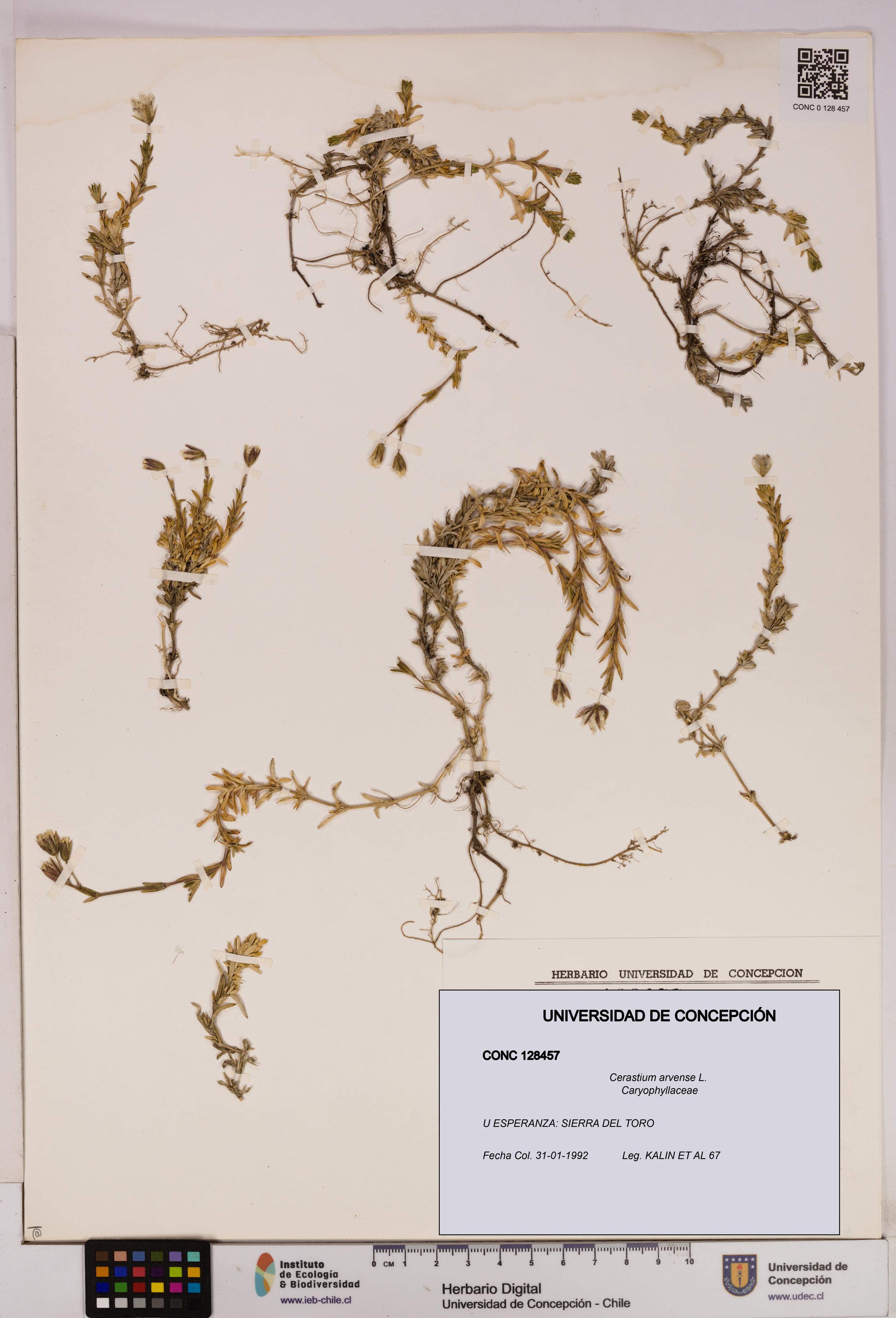 Cerastium arvense [Espécimen: UDEC:CONC:0128457]