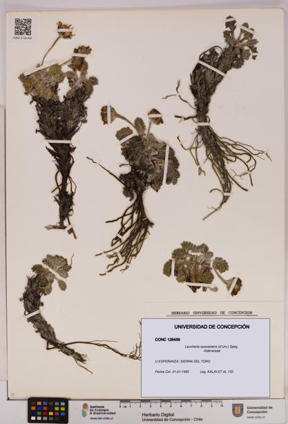 Leucheria suaveolens [Espécimen: UDEC:CONC:0128459]