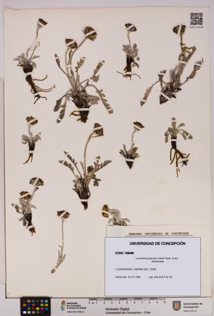 Leucheria purpurea [Espécimen: UDEC:CONC:0128466]