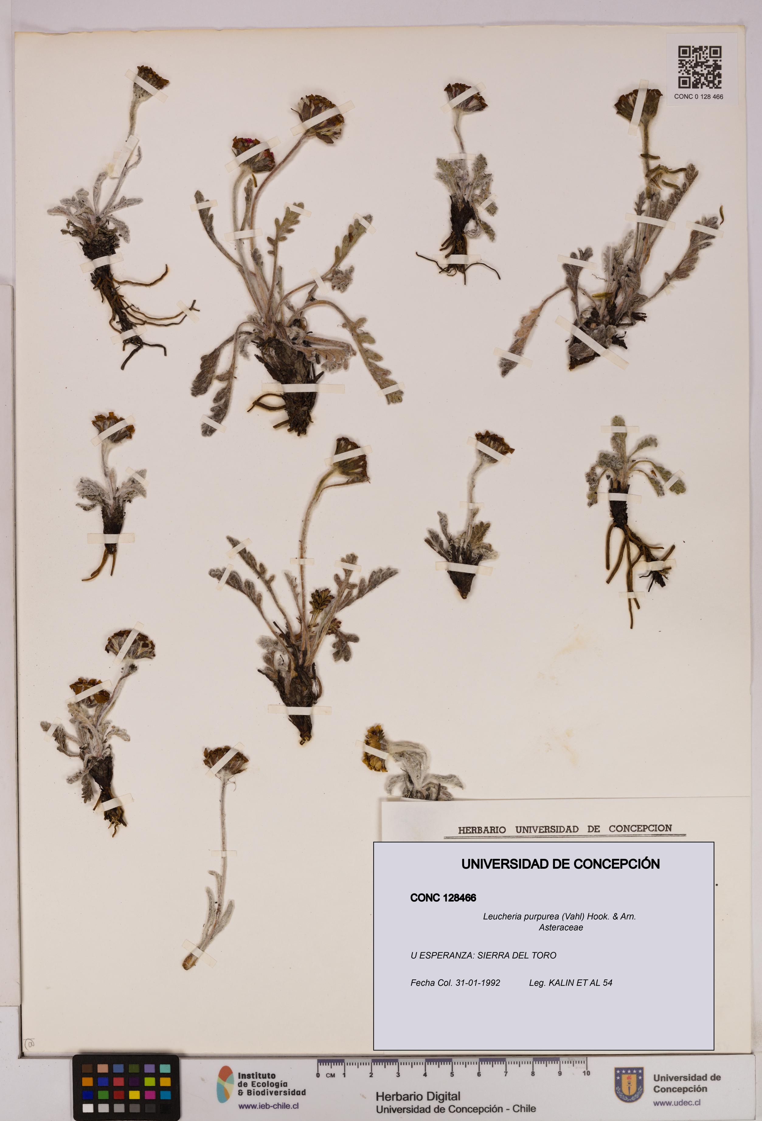 Leucheria purpurea [Espécimen: UDEC:CONC:0128466]