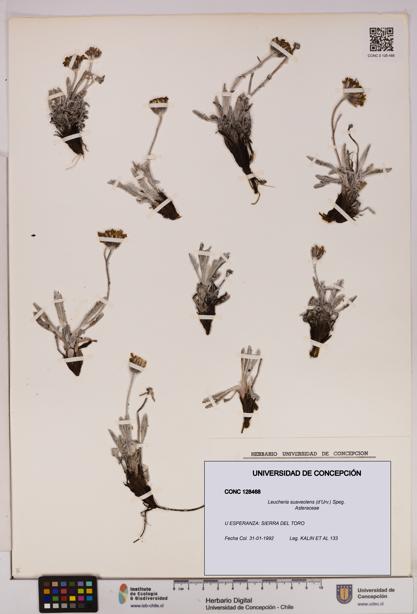 Leucheria suaveolens [Espécimen: UDEC:CONC:0128468]