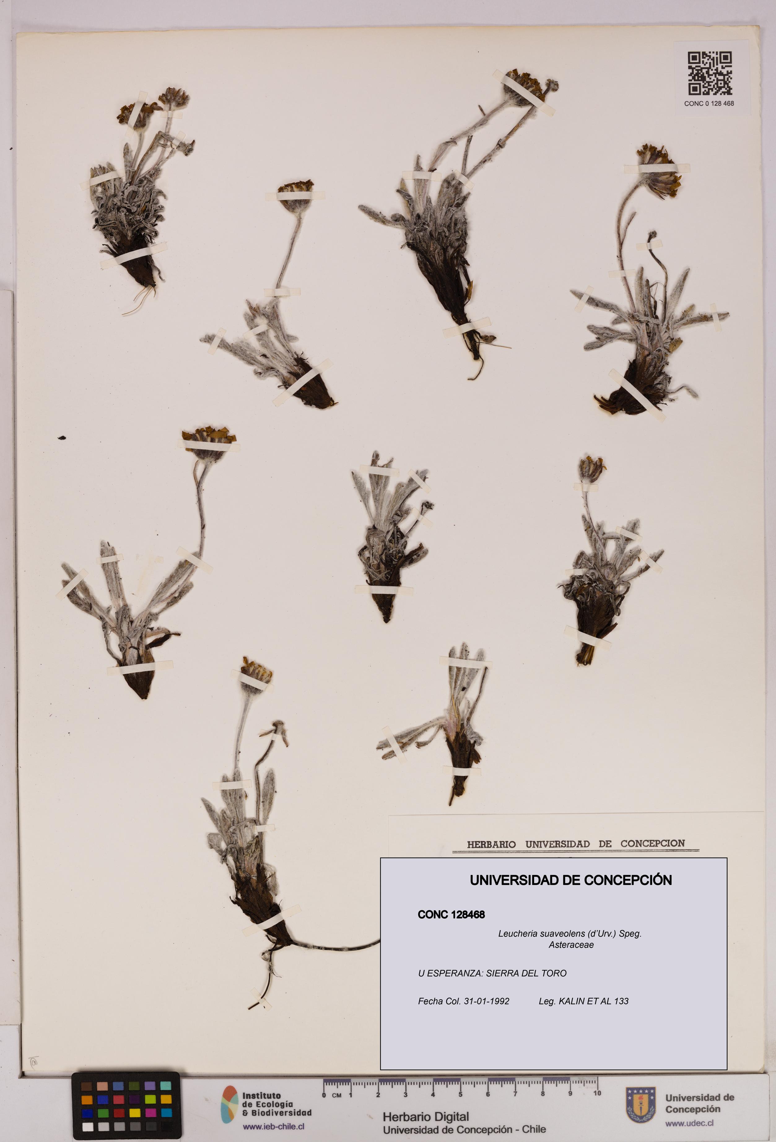 Leucheria suaveolens [Espécimen: UDEC:CONC:0128468]