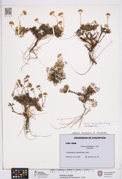 Senecio leucomallus [Espécimen: ]