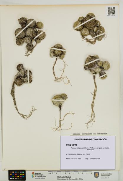 Nassauvia lagascae var. globosa [Espécimen: UDEC:CONC:0128470]
