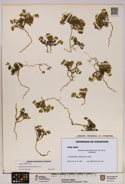 Baccharis nivalis [Espécimen: UDEC:CONC:0128475]