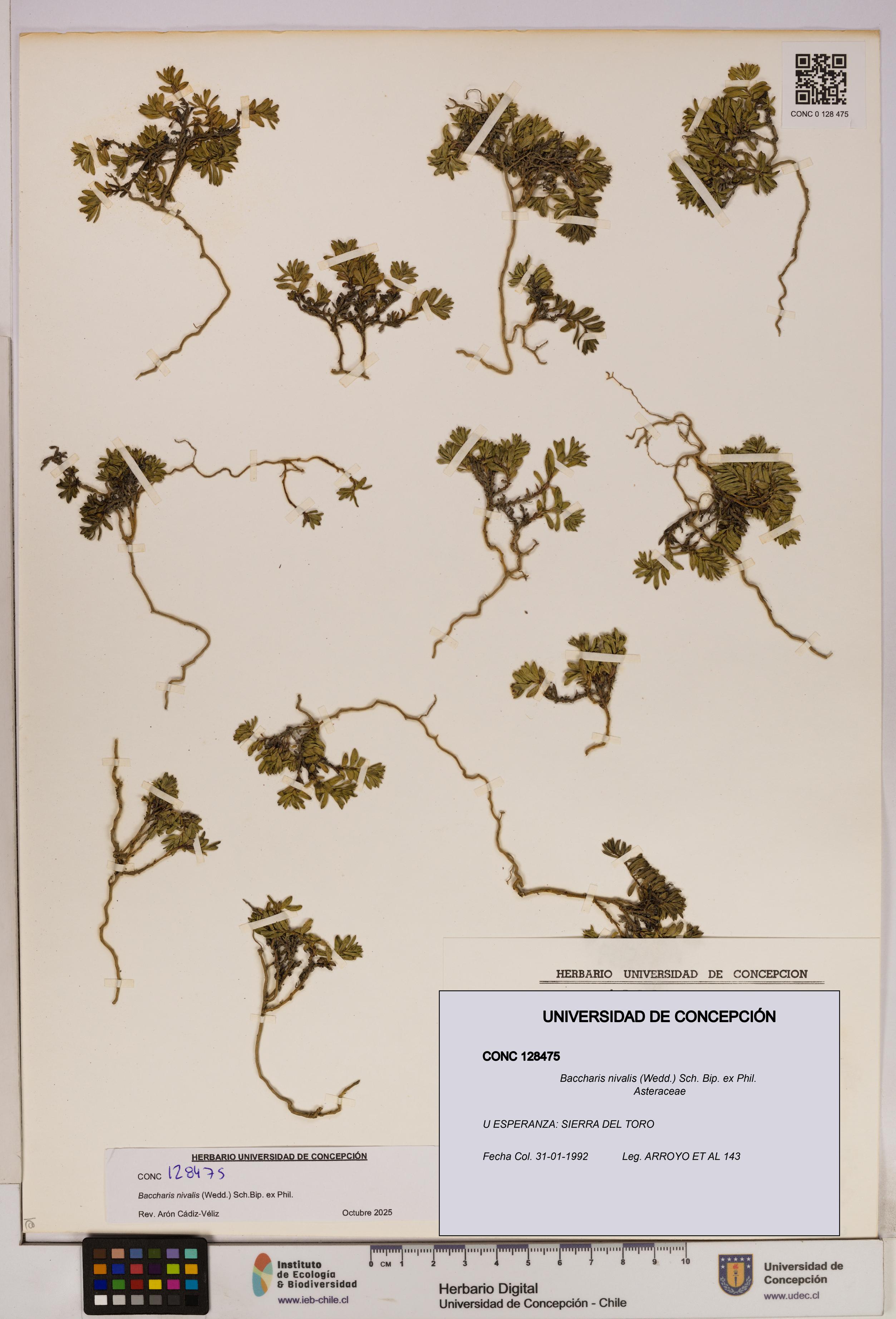Baccharis nivalis [Espécimen: UDEC:CONC:0128475]