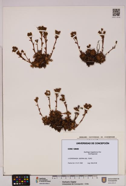 Saxifraga magellanica [Espécimen: UDEC:CONC:0128483]