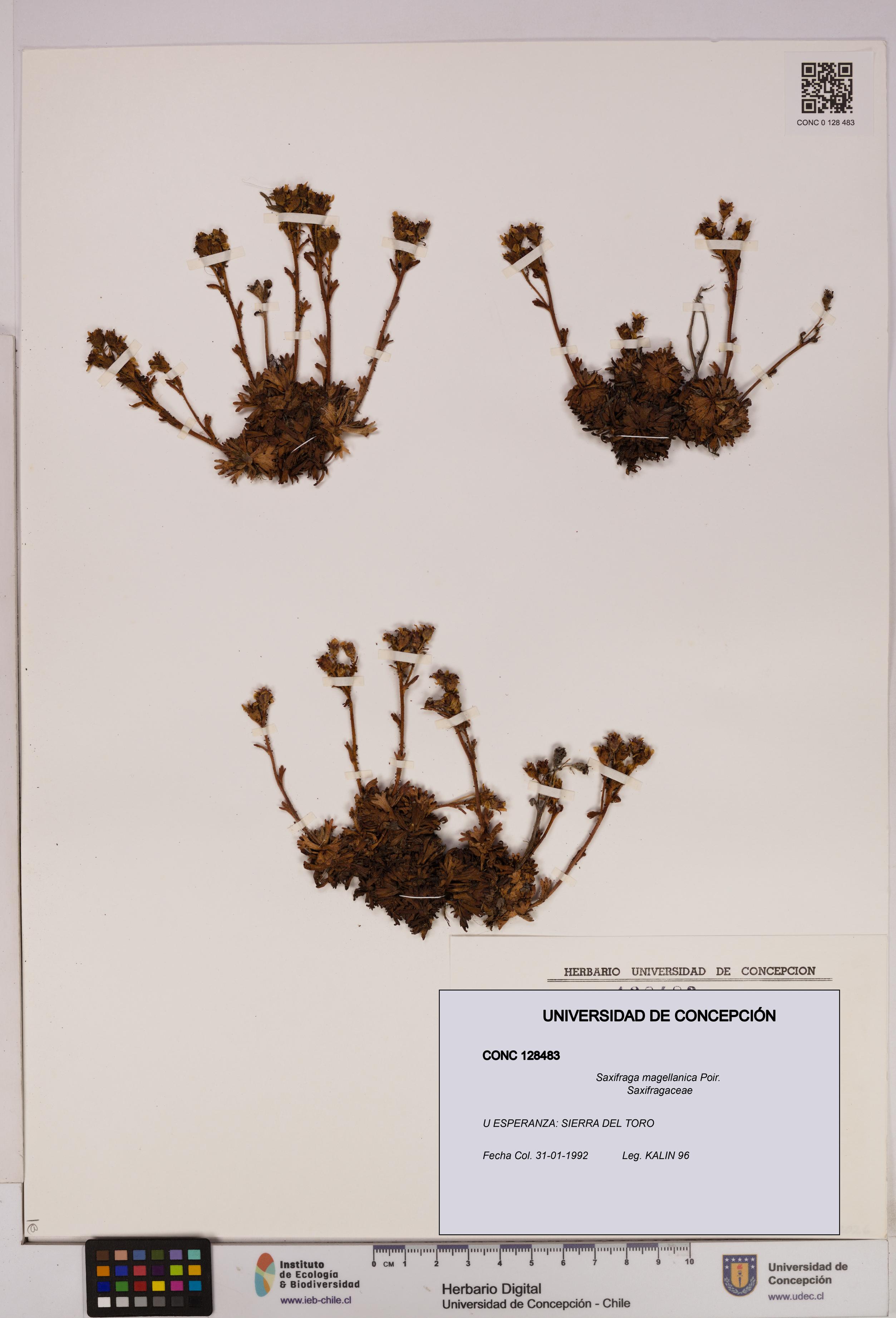 Saxifraga magellanica [Espécimen: UDEC:CONC:0128483]