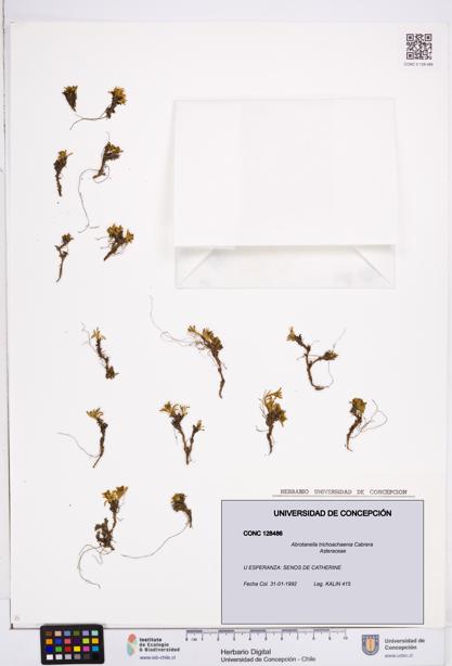 Abrotanella trichoachaenia [Espécimen: ]