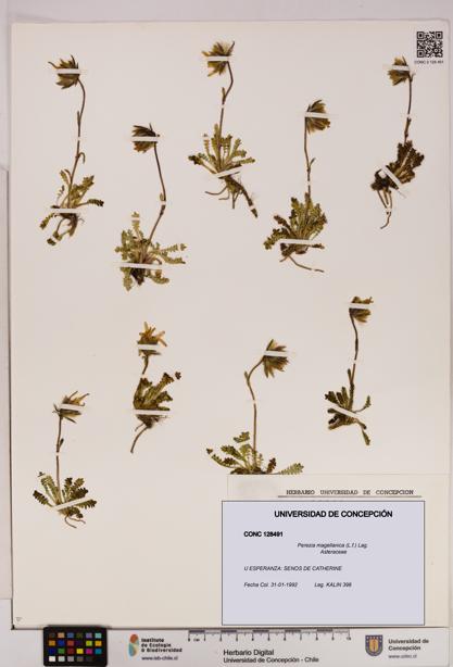 Perezia magellanica [Espécimen: UDEC:CONC:0128491]