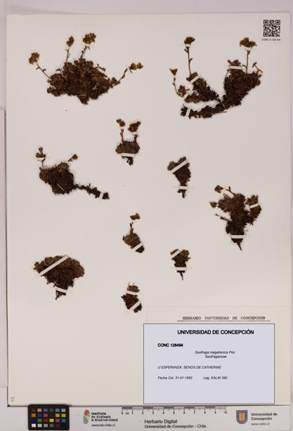 Saxifraga magellanica [Espécimen: UDEC:CONC:0128494]