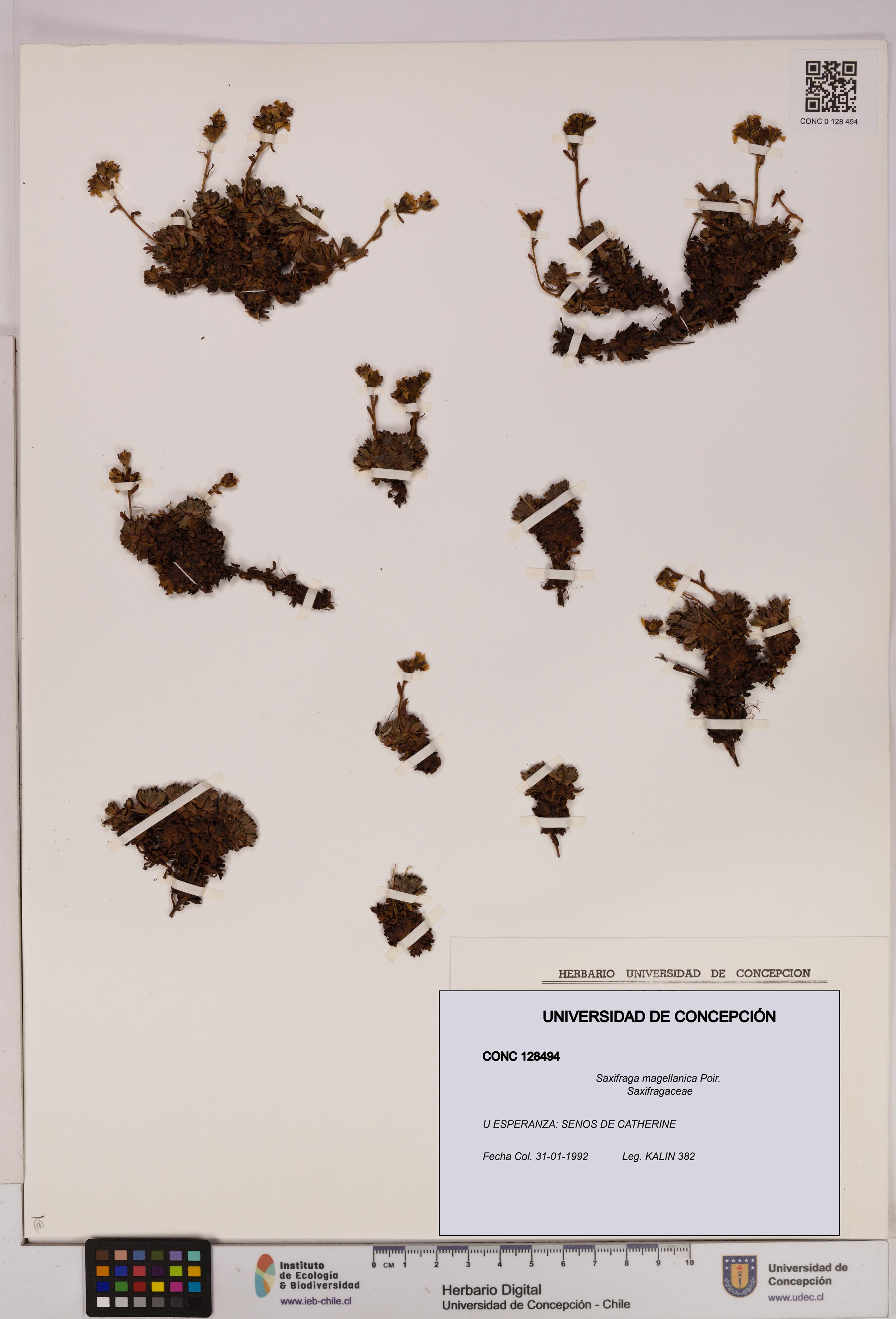 Saxifraga magellanica [Espécimen: UDEC:CONC:0128494]