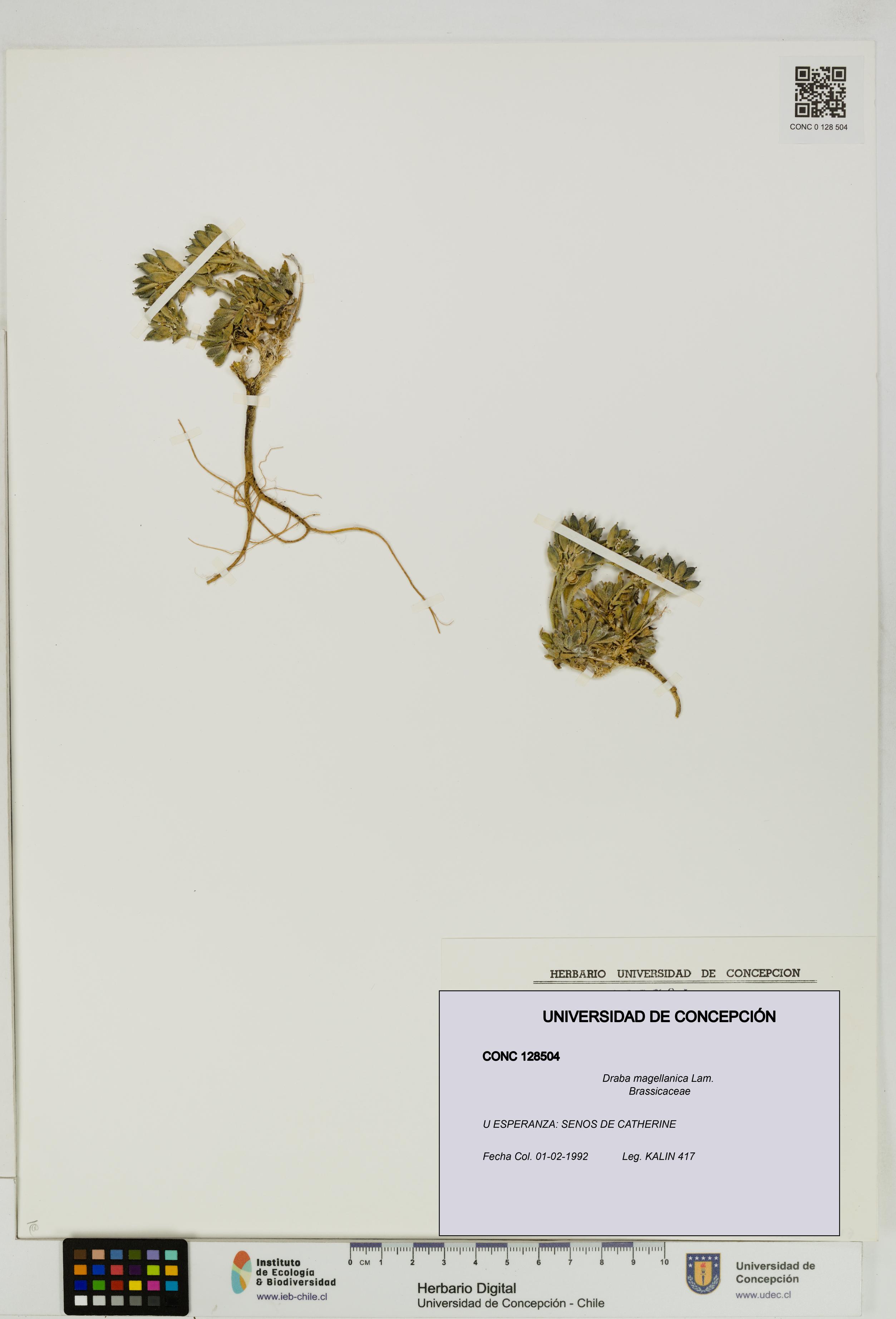 Draba magellanica [Espécimen: UDEC:CONC:0128504]