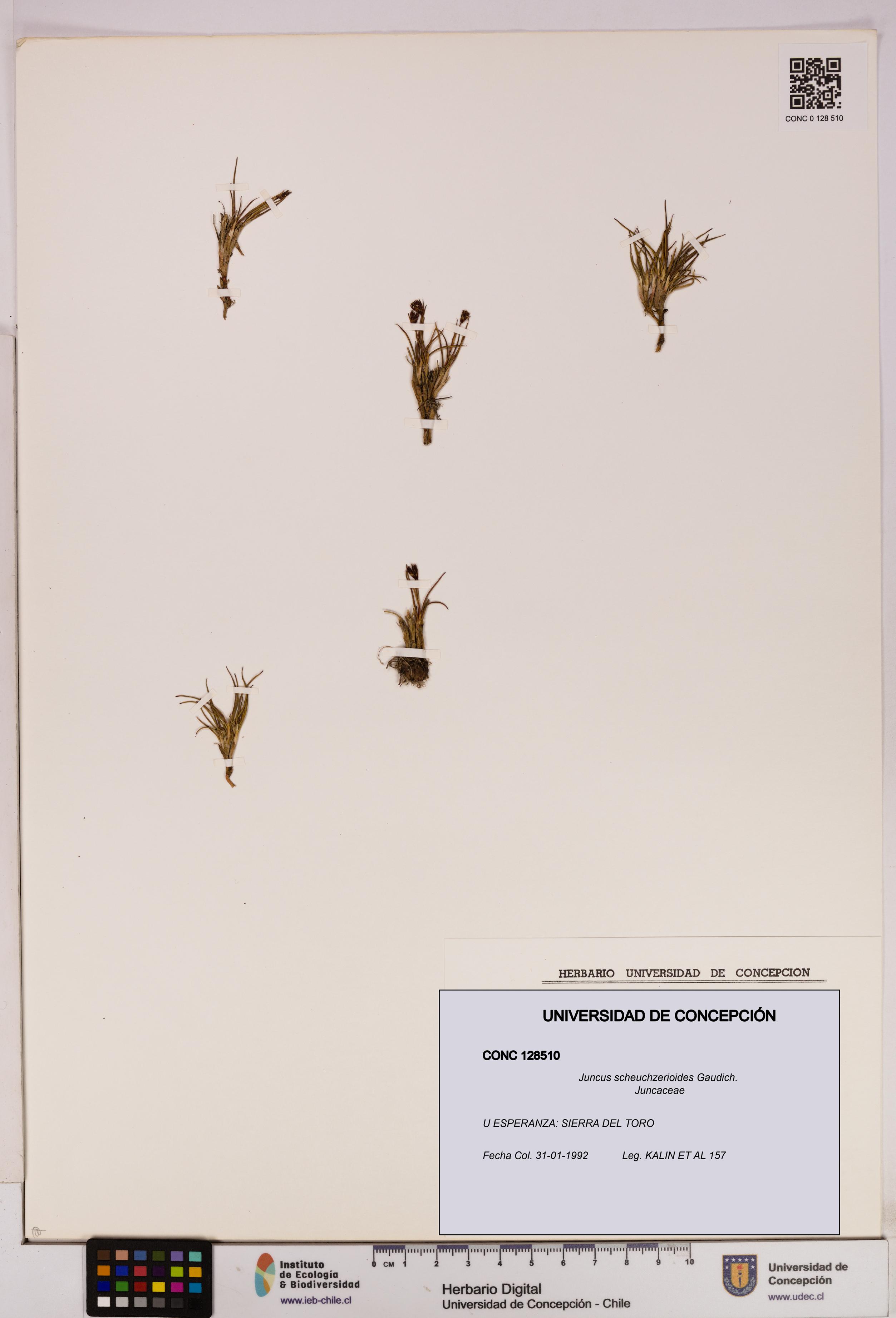 Juncus scheuchzerioides [Espécimen: UDEC:CONC:0128510]