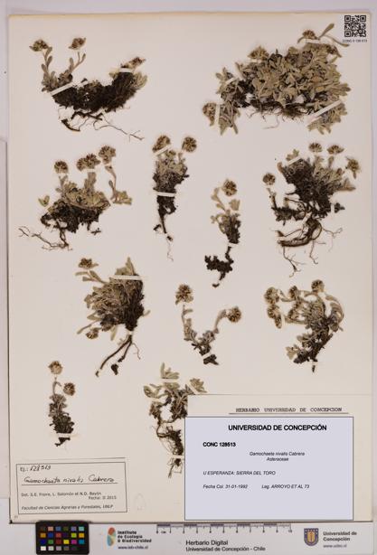 Gamochaeta nivalis [Espécimen: UDEC:CONC:0128513]