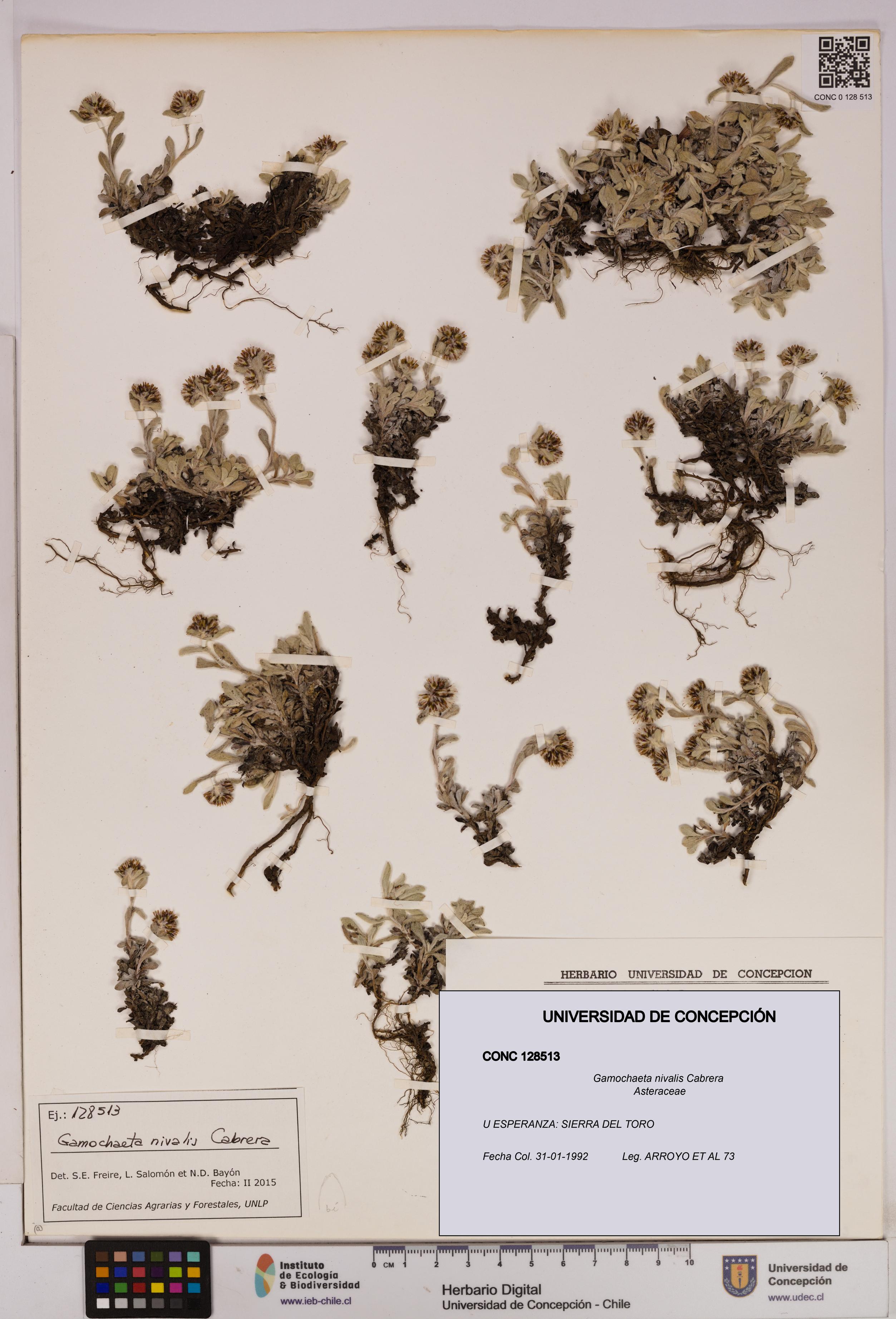 Gamochaeta nivalis [Espécimen: UDEC:CONC:0128513]