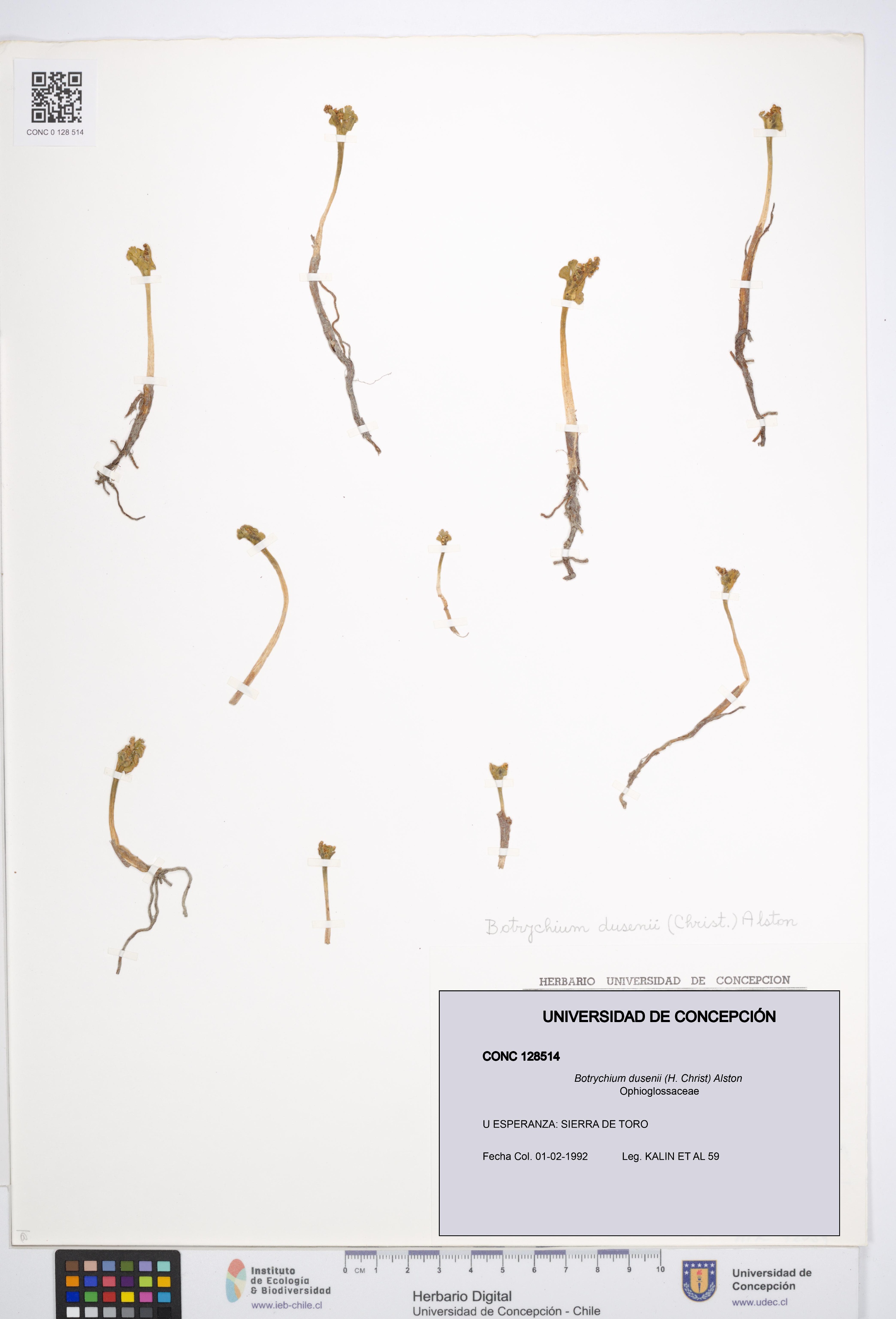 Botrychium dusenii [Espécimen: UDEC:CONC:0128514]