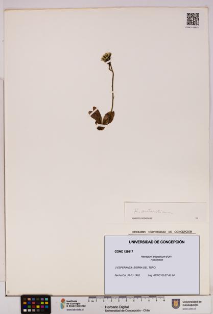 Hieracium antarcticum [Espécimen: UDEC:CONC:0128517]