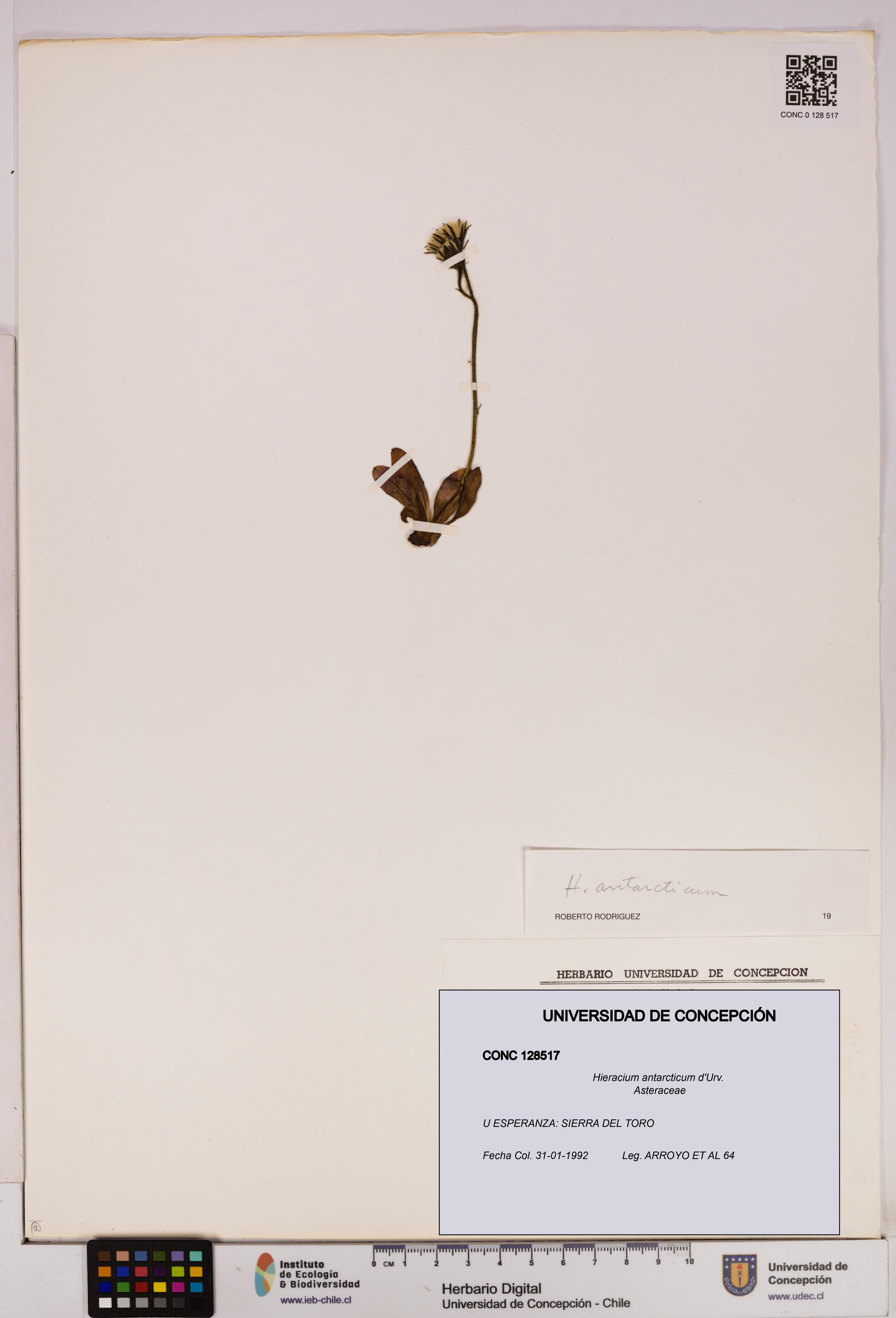 Hieracium antarcticum [Espécimen: UDEC:CONC:0128517]