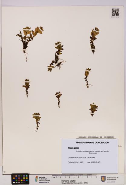 Epilobium australe [Espécimen: UDEC:CONC:0128526]