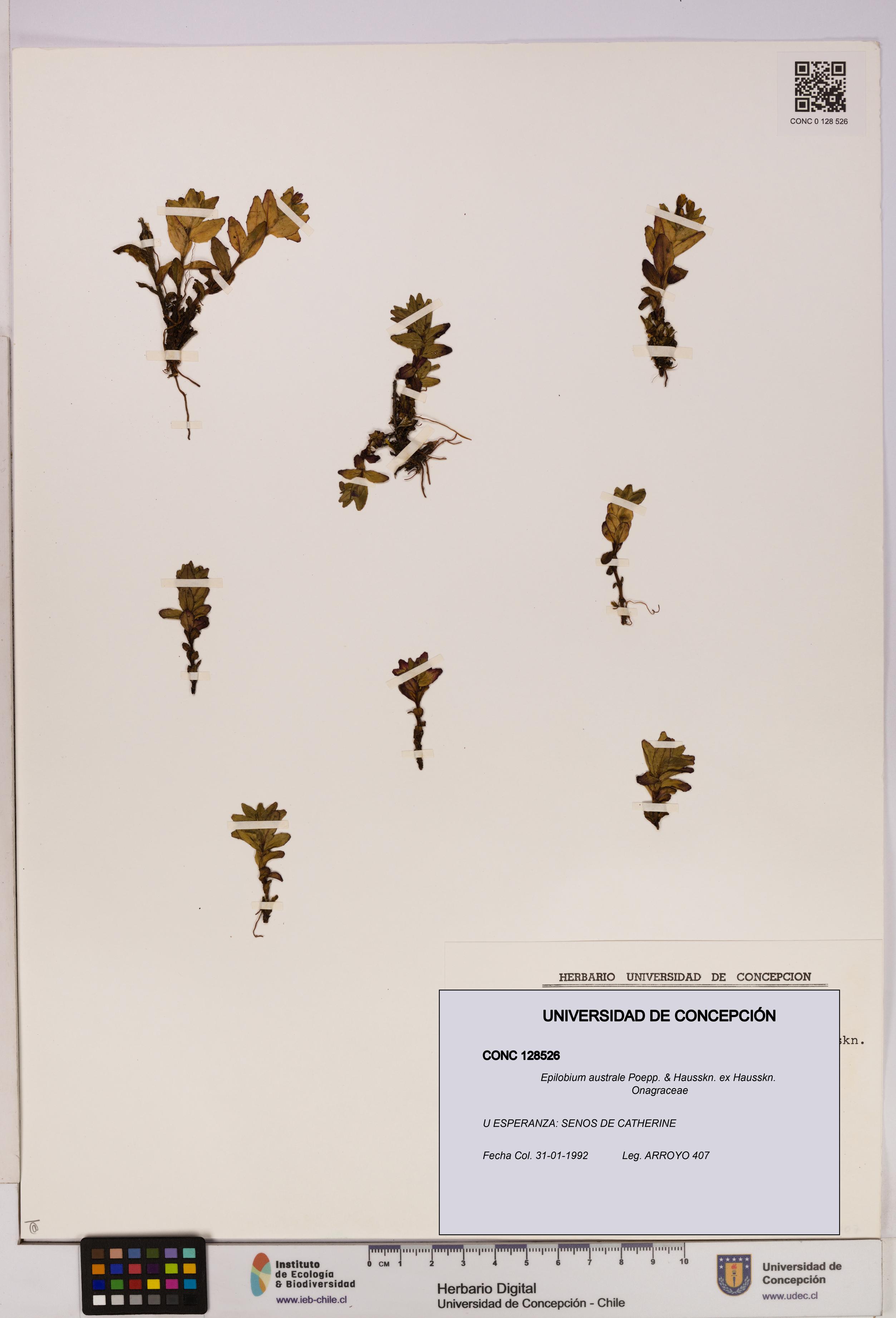 Epilobium australe [Espécimen: UDEC:CONC:0128526]