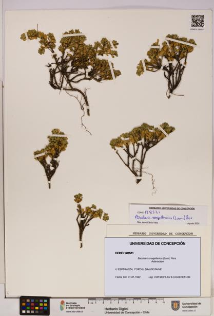 Baccharis magellanica [Espécimen: UDEC:CONC:0128531]