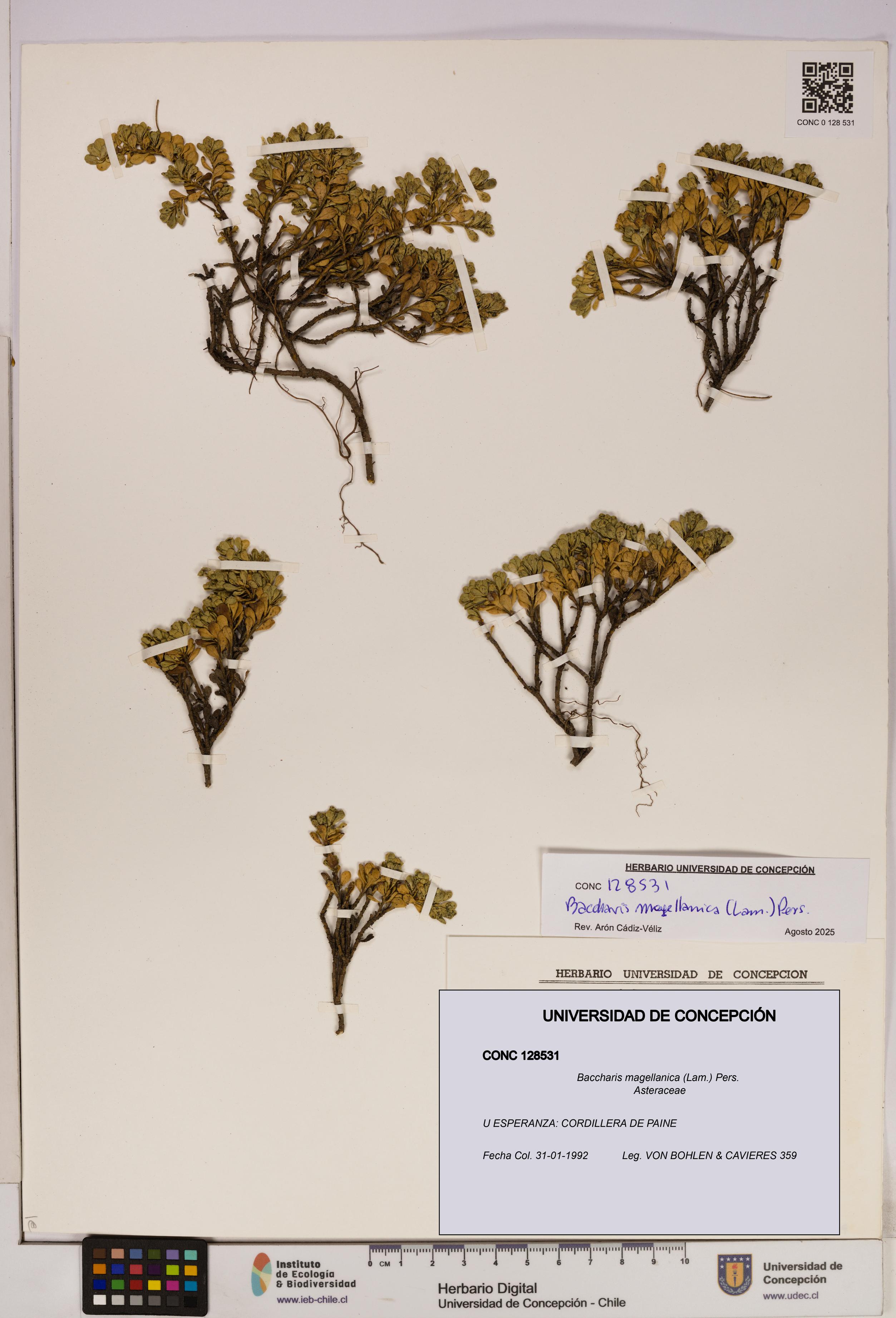 Baccharis magellanica [Espécimen: UDEC:CONC:0128531]