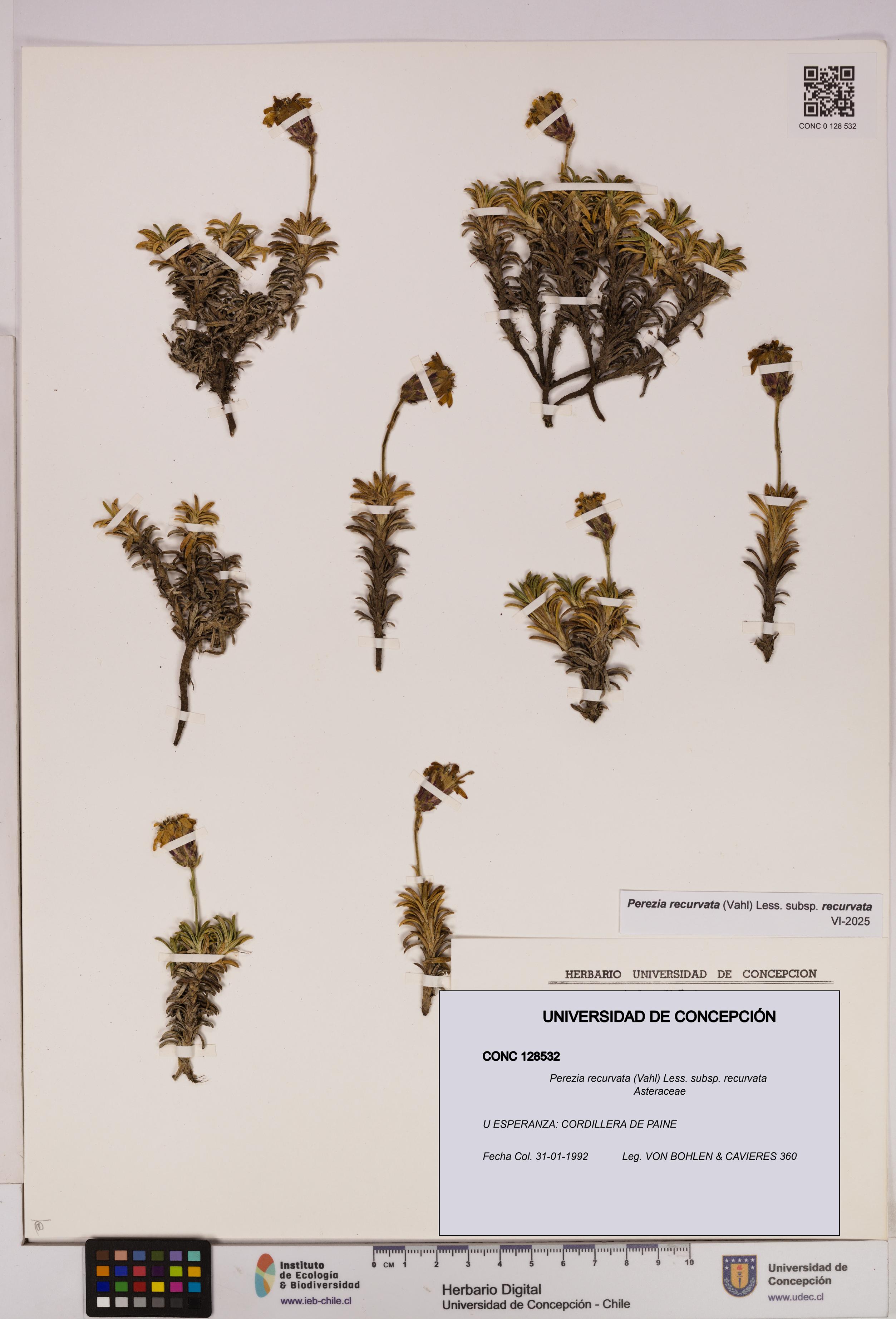 Perezia recurvata subsp. recurvata [Espécimen: UDEC:CONC:0128532]