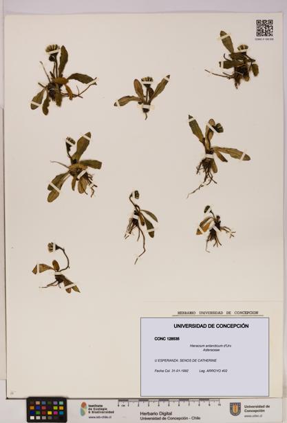 Hieracium antarcticum [Espécimen: UDEC:CONC:0128535]
