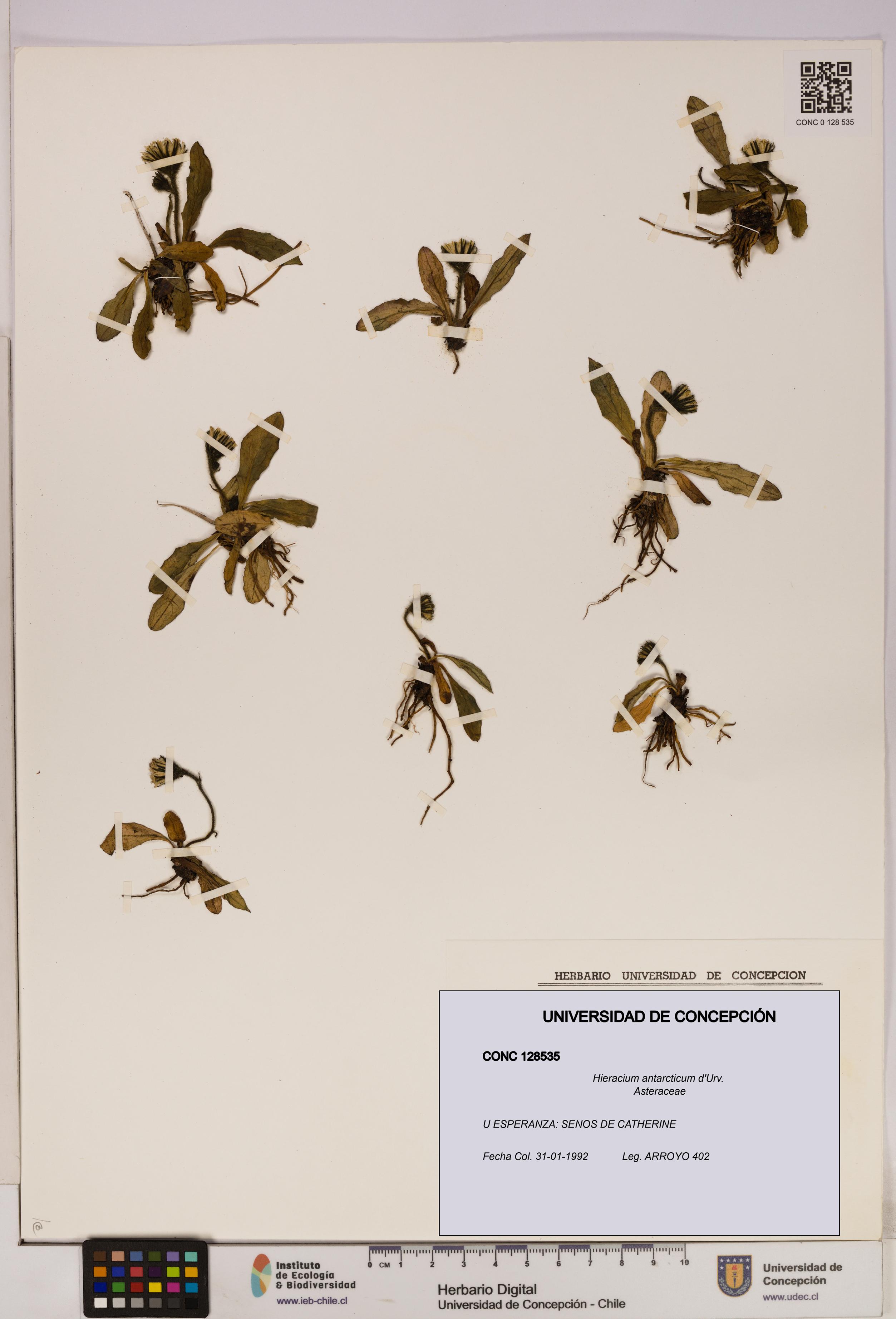 Hieracium antarcticum [Espécimen: UDEC:CONC:0128535]