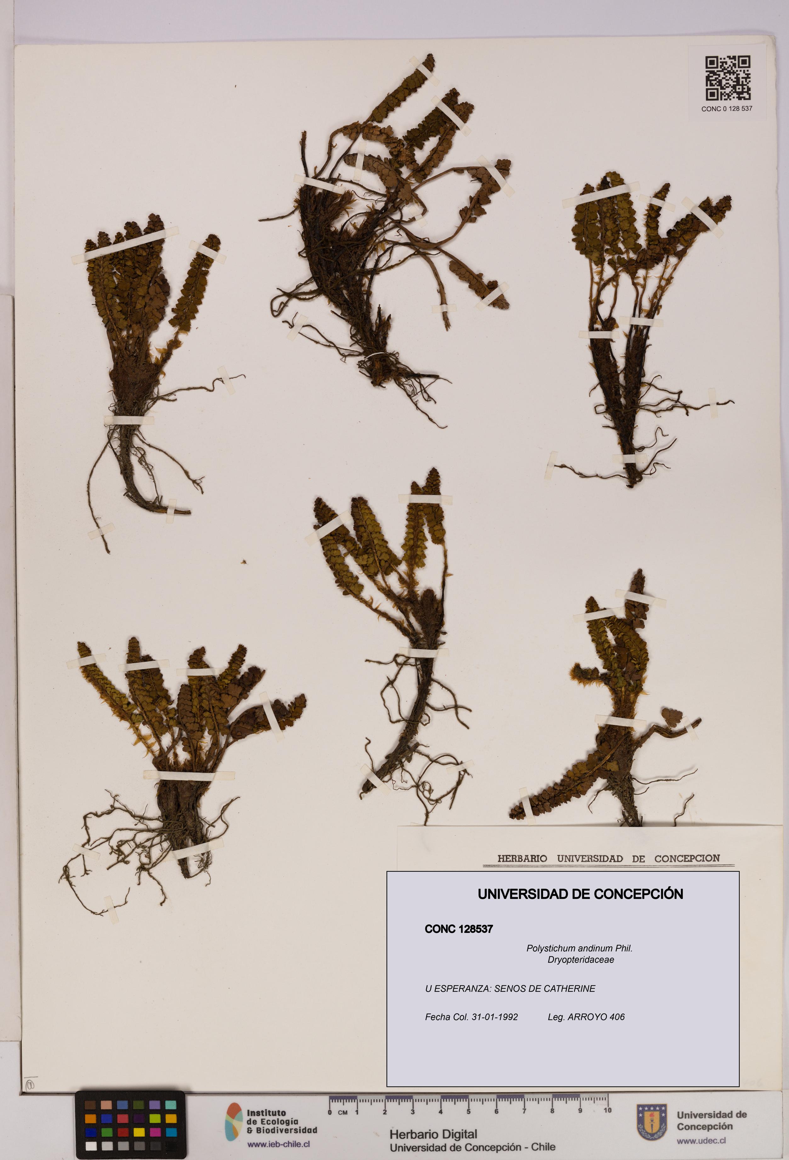 Polystichum andinum [Espécimen: UDEC:CONC:0128537]
