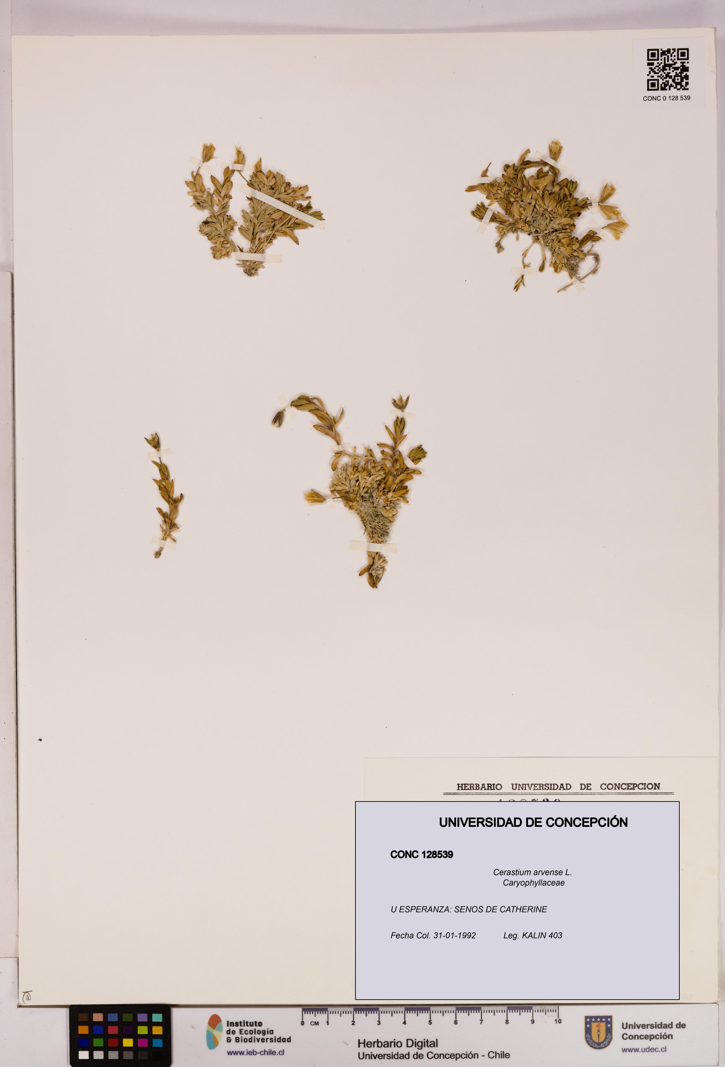Cerastium arvense [Espécimen: UDEC:CONC:0128539]