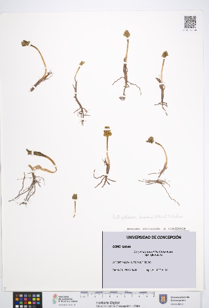 Botrychium dusenii [Espécimen: UDEC:CONC:0128544]